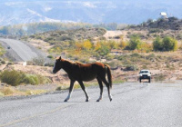 Una pareja tuvo que ser hospitalizada por un fuerte choque contra un caballo