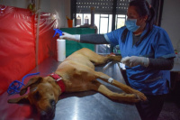 Rivadavia: en cinco meses esterilizó 984 mascotas