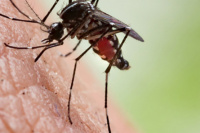 Salud confirmó un caso importado de paludismo en San Juan