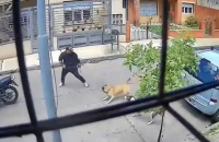 ¡Heroínas!: Dos perras callejeras frustraron un intento de robo a punta de pistola