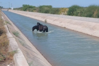 Rescataron a dos caballos que cayeron a un canal de riego en Caucete