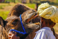 El virus del camello, la enfermedad que azota a la Selección de Francia