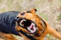 Un niño de 12 años con lesiones en el rostro tras ser mordido por un perro
