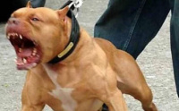 Horror: Su perro pitbull la atacó y tuvieron que amputarle una parte del cuerpo