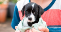 Realizarán la primera feria de adopción responsable de mascotas: mirá cuándo será