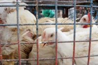 Se confirmó otro caso positivo de gripe aviar en Córdoba