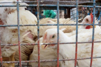 Argentina suspendió las exportaciones de pollo y huevo