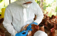 El Gobierno analiza más medidas para profundizar controles por el avance de la gripe aviar