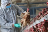 Avanza la gripe aviar en el país: cuántos casos hay hasta ahora
