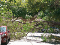 Un árbol de grandes dimensiones cayó en una esquina muy transitada de Capital 