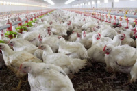 Gripe aviar: murieron 240.000 gallinas en Mar del Plata y Río Negro