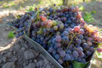 Acuerdo vitivinícola: San Juan y Mendoza resolvieron firmar por un 12% de mosto