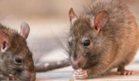 Una mujer de 45 años murió por hantavirus en Bariloche