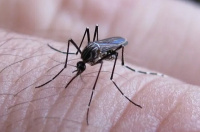 Confirman 8.000 casos de dengue y más de 500 de chikungunya