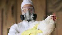 Confirmaron el primer caso de gripe aviar en humanos en Chile