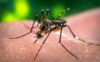 Una chica de 17 años se convirtió en la quinta muerte en Tucumán por dengue