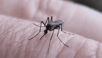 Confirman dos casos de dengue en San Juan e investigan un tercer sospechoso