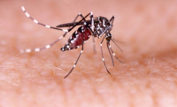 Confirmaron el tercer caso de Dengue en San Juan