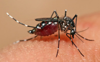 La ANMAT aprobó la vacuna contra el dengue: cuándo llegará al país y cómo será su aplicación