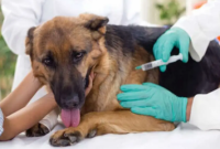 Lanzan vacunación antirrábica gratis para perros y gatos: cuándo será