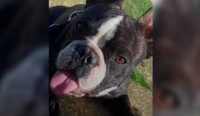 Una familia busca con urgencia a sus dos bulldogs franceses: ofrecen una cifra millonaria