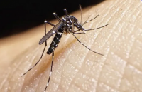 La OMS advirtió que la ola de calor en Europa provocará un rebrote de dengue