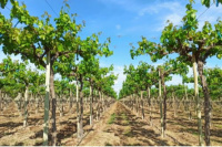 Lobesia botrana: realizarán actualización del registro de productores de uva orgánica