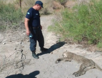 Increíble: una jauría mató a un puma en Calingasta