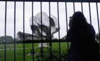 El temporal de Buenos Aires dañó la emblematica flor de recoleta