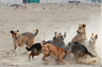 Una jauría de perros atacó a una motociclista en el departamento Albardón