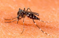 Dengue en San Juan: se investigan tres posibles casos autóctonos 