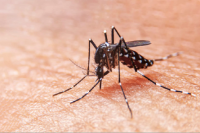 Dengue: se registraron 33.000 casos en seis meses y 25 muertes en el país