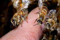Un hombre murió al ser atacado por un enjambre de abejas