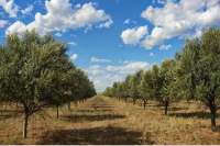 Fiduciaria San Juan lanza la línea de crédito para cosecha y acarreo de olivos: todos los detalles 