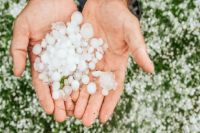 Vence el plazo para que productores informen sobre daños por granizo