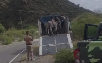 Mediante un operativo, hallan animales sueltos en Valle Fértil y los trasladan para su resguardo