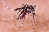 Dengue en San Juan: continúa el aumento de casos en la provincia 