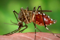 Dengue: el informe epidemiológico de Nación reporta 1.836 casos en San Juan