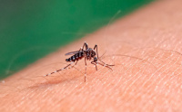 El comunicado del Ministerio de Salud de Tucumán tras la muerte de un niño de 4 años por dengue