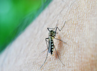 Brasil en alerta por el dengue: más de 3.000 muertes