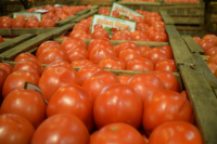 Una cooperativa jachallera le proveerá tomate a una emblemática pizzería de Buenos Aires