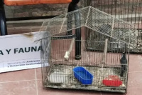 Un aspirante a ser agente de Policía fue apresado por el presunto robo de pájaros en Pocito