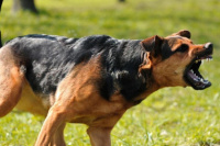 Violento ataque de perros en Albardón dejó a dos hermanas heridas, una terminó en el hospital