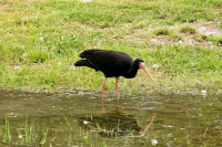 Medio Ambiente registró una nueva especie de ave en el Parque de la Biodiversidad