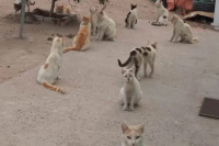 Rescatan a más de 30 gatos del hogar en donde fue hallada una mujer sin vida