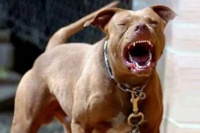 Una mujer deberá pagar medio millón de pesos por el ataque de su Pitbull a un hombre 