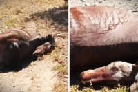 Hallan un caballo muerto en un canal de riego en Caucete y genera preocupación en los vecinos