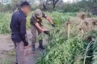 Efectivos de gendarmería secuestraron más de 200 plantas de marihuana en Valle Fértil
