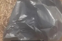 En Albardón: encontraron perros torturados y quemados dentro de una bolsa
