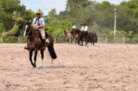 Un caballo se cayó de un camión luego de la Cabalgata de la Difunta Correa y lo dejaron agonizando